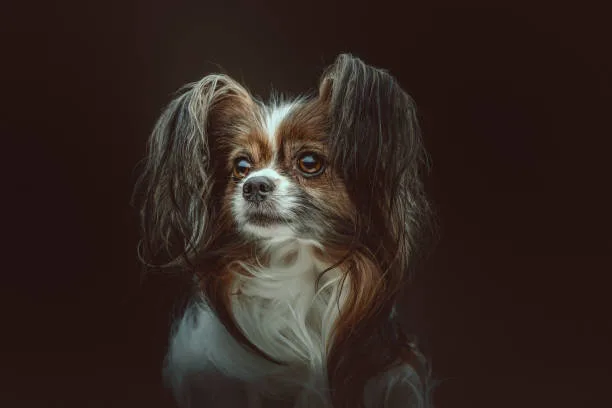  shih tzu long hair chihuahua mix Order Balancing