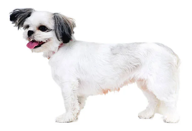  shih tzu poodle chihuahua mix Order Chilled