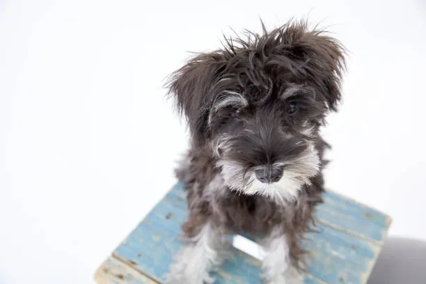 short hair chihuahua shih tzu mix Imbibe Delicious