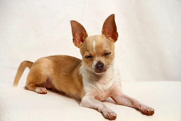 short haired pomeranian chihuahua mix Explore Mouthwatering