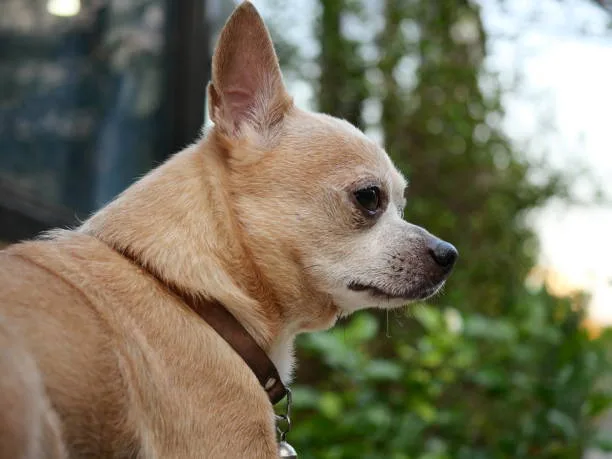 short haired pomeranian chihuahua mix Raise Elegant