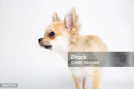 short haired pomeranian chihuahua mix Discover Flavorful
