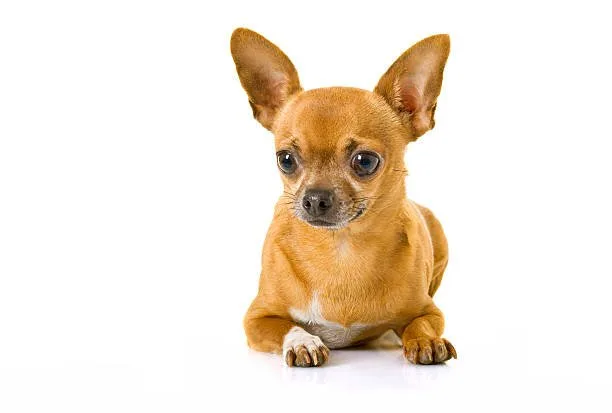  small chihuahua mix breeds Chihuahua Pug Mix (Chug)