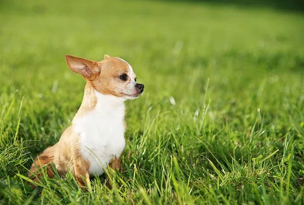  small chihuahua mix breeds Training and Socialization of Chihuahua Mixes