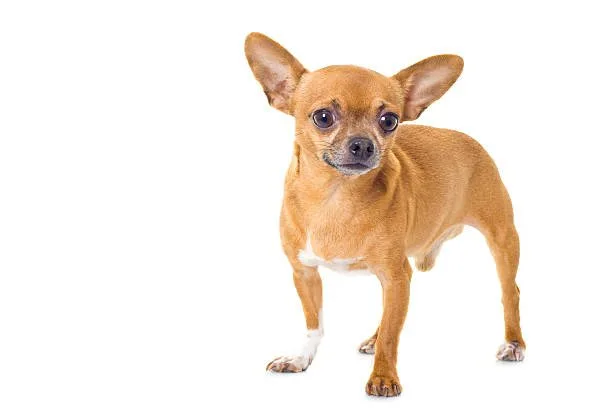  small chihuahua mix breeds Chihuahua Terrier Mixes