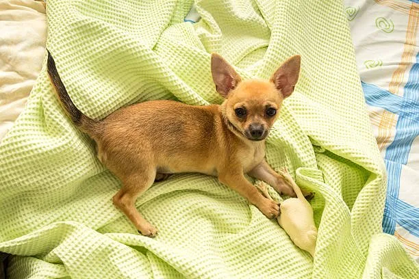  tan miniature pinscher chihuahua mix Cost of Ownership