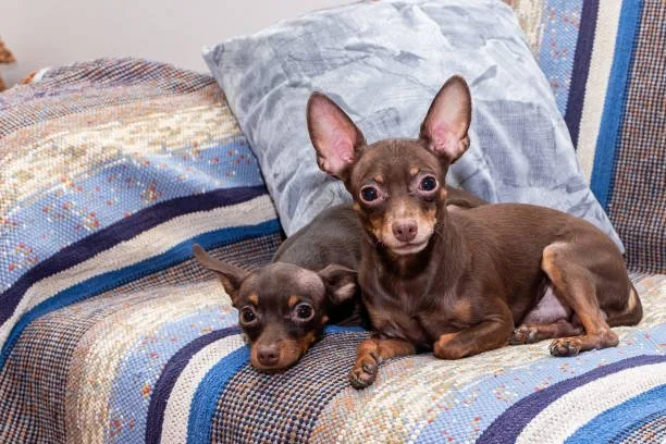  tan miniature pinscher chihuahua mix Diet and Nutrition