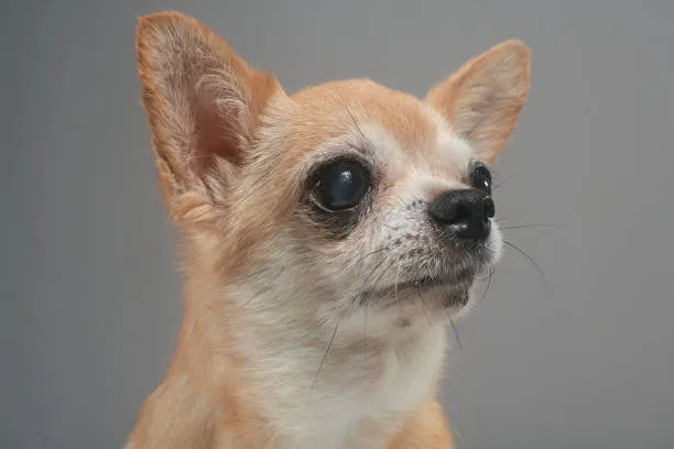  tan miniature pinscher chihuahua mix Training and Obedience