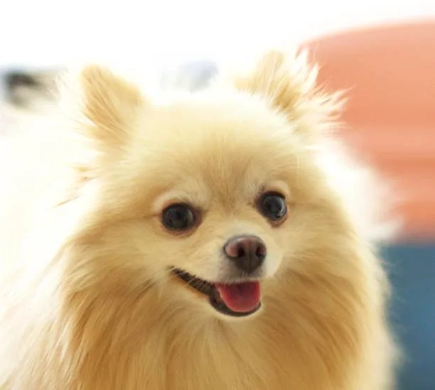  teacup chihuahua pomeranian mix Partake Exquisite