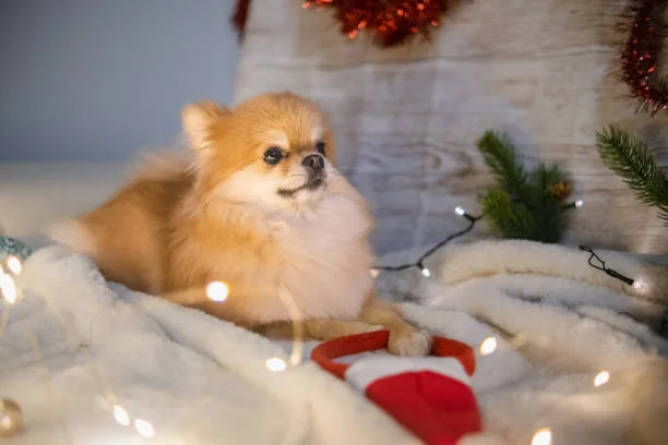  teacup chihuahua pomeranian mix Explore Complex
