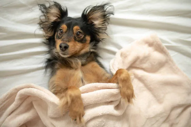  teacup pomeranian chihuahua mix Delight Well-crafted