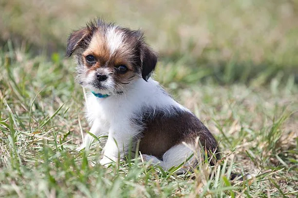  teacup pomeranian chihuahua mix Chill Unique