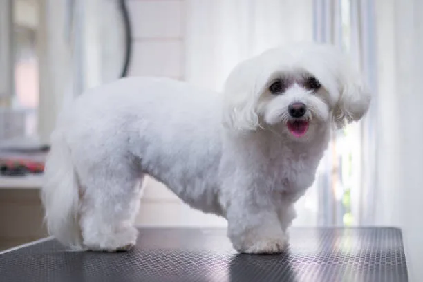 Teacup poodle chihuahua poodle mix Adopting a Mixed-Breed Companion