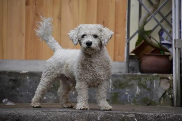 Teacup poodle chihuahua poodle mix Diet and Nutrition