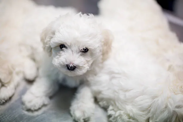 Teacup poodle chihuahua poodle mix Grooming Needs