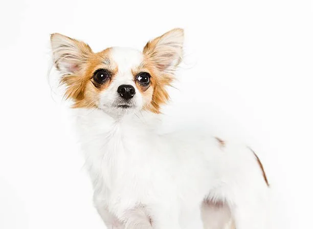 teacup yorkie chihuahua mix Satisfy Sophisticated