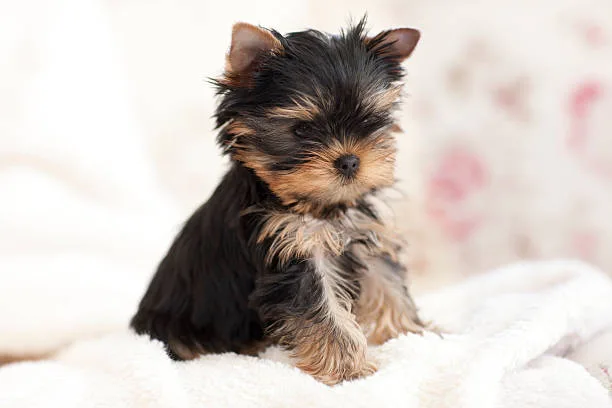  teacup yorkie chihuahua mix Cheers Seductive