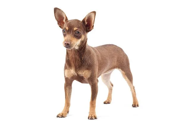 terrier dachshund chihuahua mix Grooming Needs