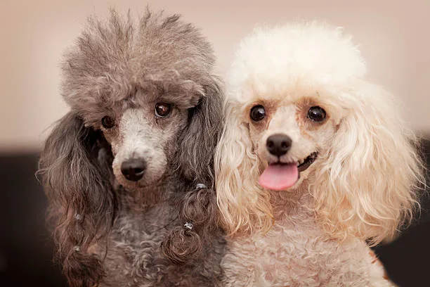  toy poodle mix chihuahua Chill Refreshing