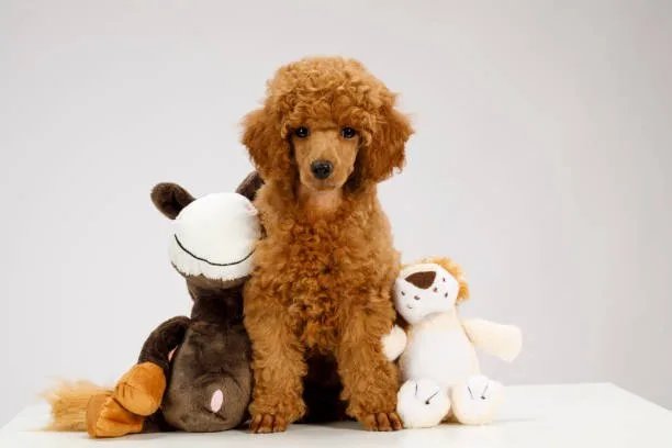  toy poodle mix chihuahua Behavioral Traits and Compatibility Considerations