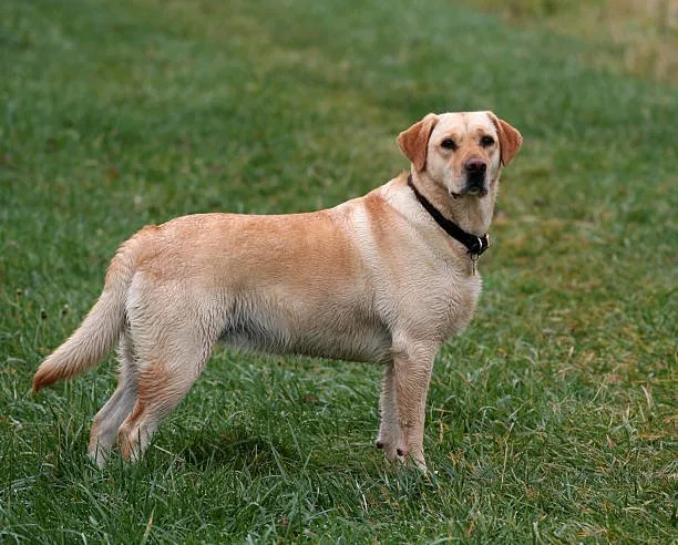  yellow lab chihuahua mix Life Expectancy