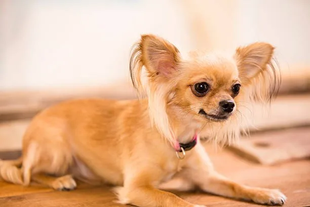 yorkie and a chihuahua mix Diet and Nutrition