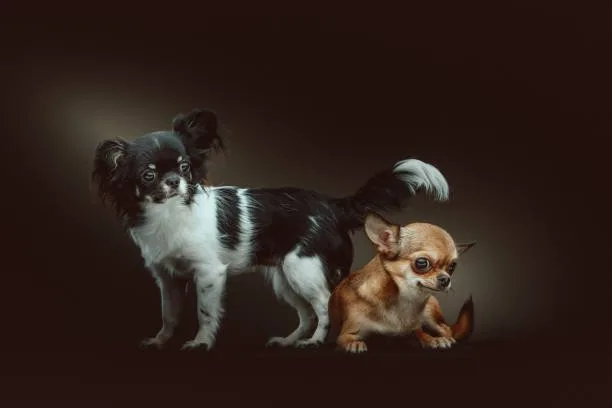 yorkie and a chihuahua mix Temperament and Personality