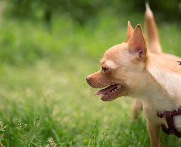 yorkie and a chihuahua mix Interaction with Children and Other Pets