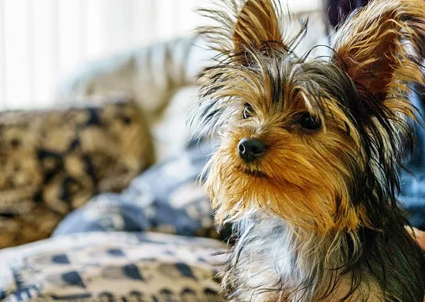yorkie and a chihuahua mix Conclusion: Embracing a Loyal Friend