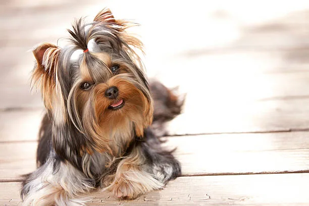 yorkie and a chihuahua mix Characteristics of the Yorkie-Chihuahua Mix