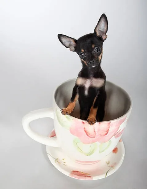 yorkie and a chihuahua mix Health and Care for Your Chorkie