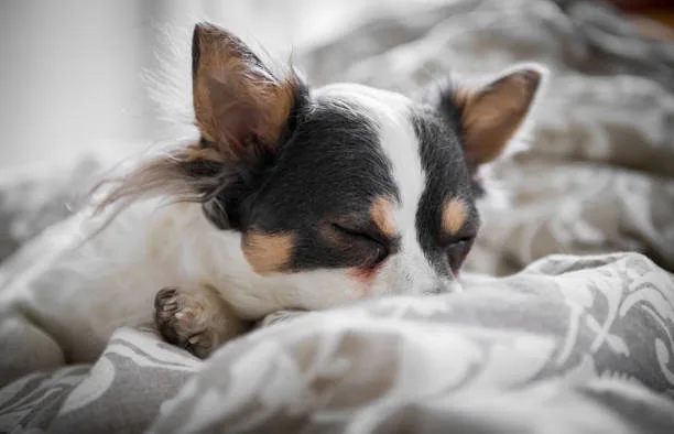  yorkie and chihuahua mix puppies Grooming Needs