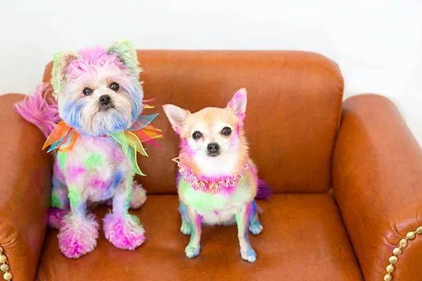  yorkie and chihuahua mix puppies The Chorkie Experience: Behavioral Patterns and Care