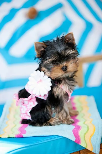  yorkie and chihuahua mix puppies Exercise and Activity Levels