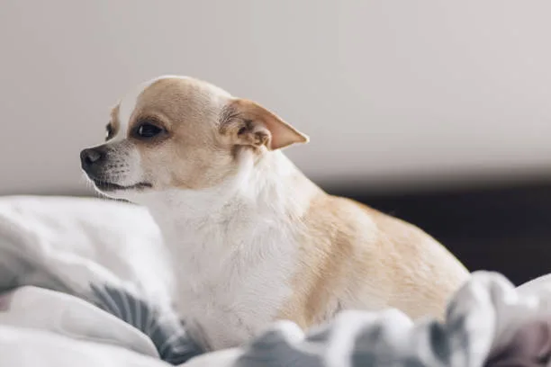  yorkie and chihuahua mix puppies Training and Socialization