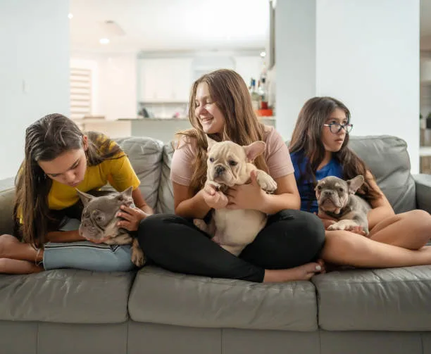 yorkie and chihuahua mixed Grooming and Fashion: Tips for Styling Your Chorkie