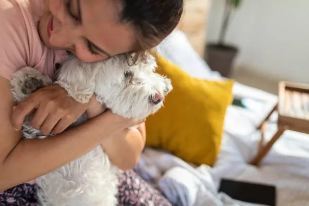 yorkie and chihuahua mixed Longevity and Health in Designer Dogs: The Chorkie's Lifespan