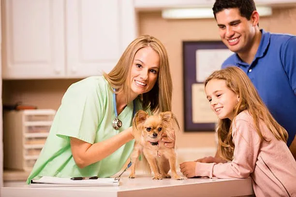yorkie chihuahua mix price Mix Frosty