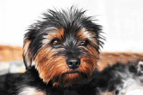  yorkie chihuahua poodle mix Canine Care for Compression Hybrids: Tips for Mixed-Breed Maintenance