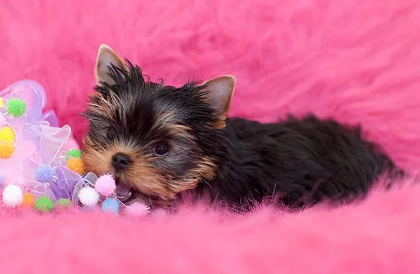  yorkie chihuahua poodle mix Diet and Nutrition