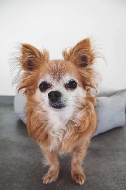  yorkie chihuahua poodle mix Raise Delicious