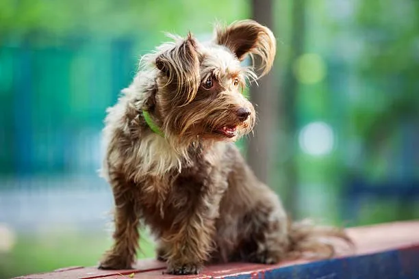  yorkie chihuahua poodle mix Celebrate Flavorful