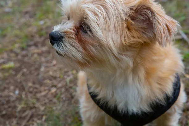  yorkie chihuahua poodle mix Is the Yorkie Chihuahua Poodle Mix Right for You?