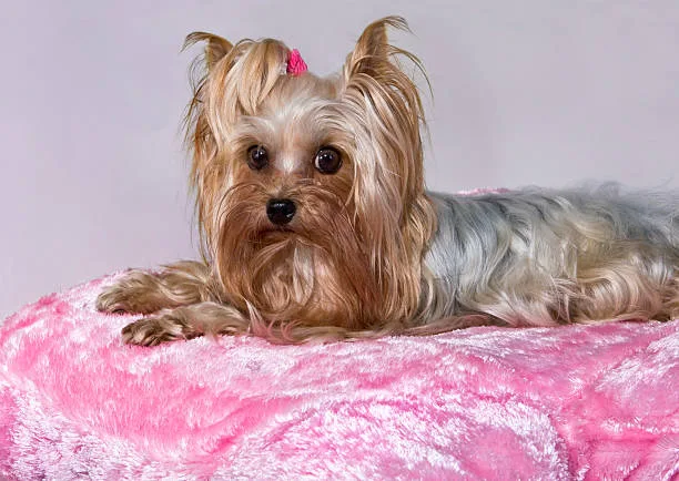  yorkie mix with chihuahua Cheers Satisfying
