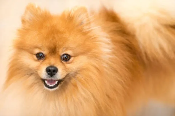  yorkie pomeranian chihuahua mix Enjoy Delicious
