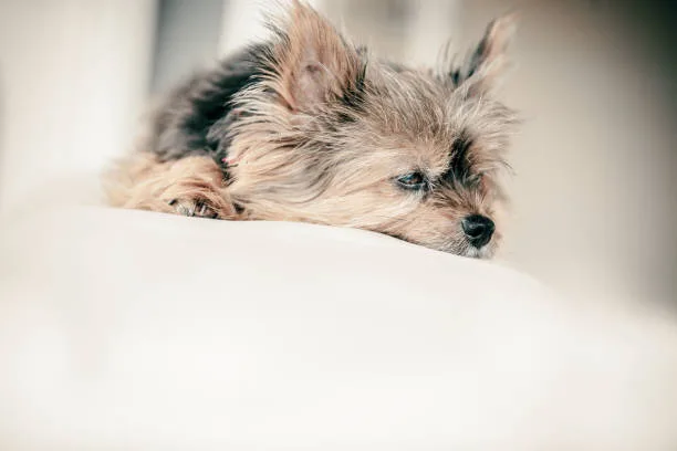 yorkie poo and chihuahua mix Training and Socialization