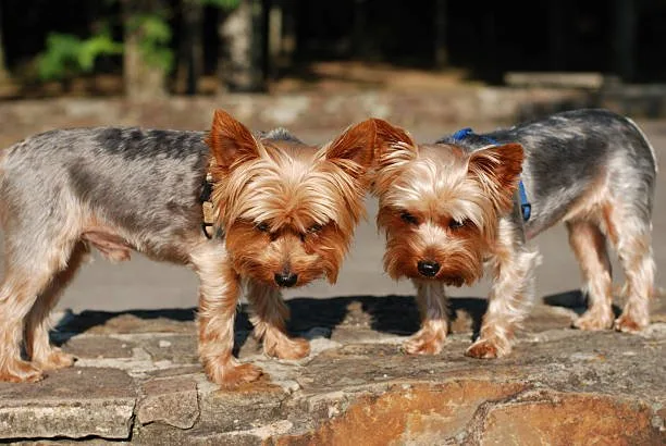 yorkie poo and chihuahua mix Conclusion
