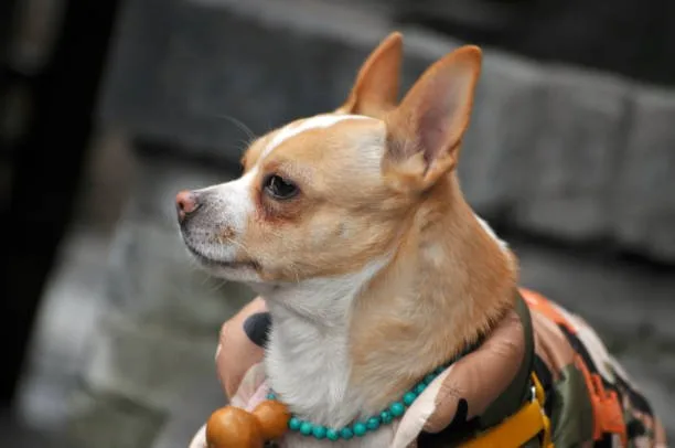 yorkie poo and chihuahua mix Exercise Requirements