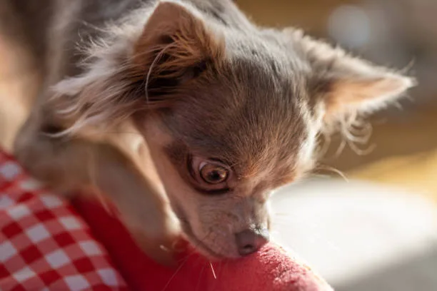 yorkie poo and chihuahua mix Adoption and Finding the Right Breeder