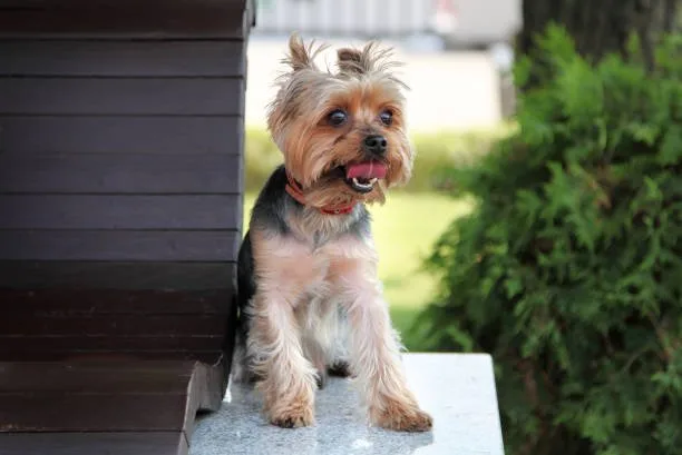 yorkie poo and chihuahua mix Designer Crossbreed Essentials